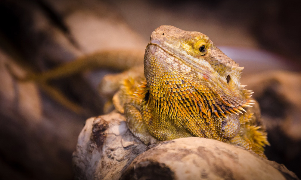 Kender Du Skægagamen