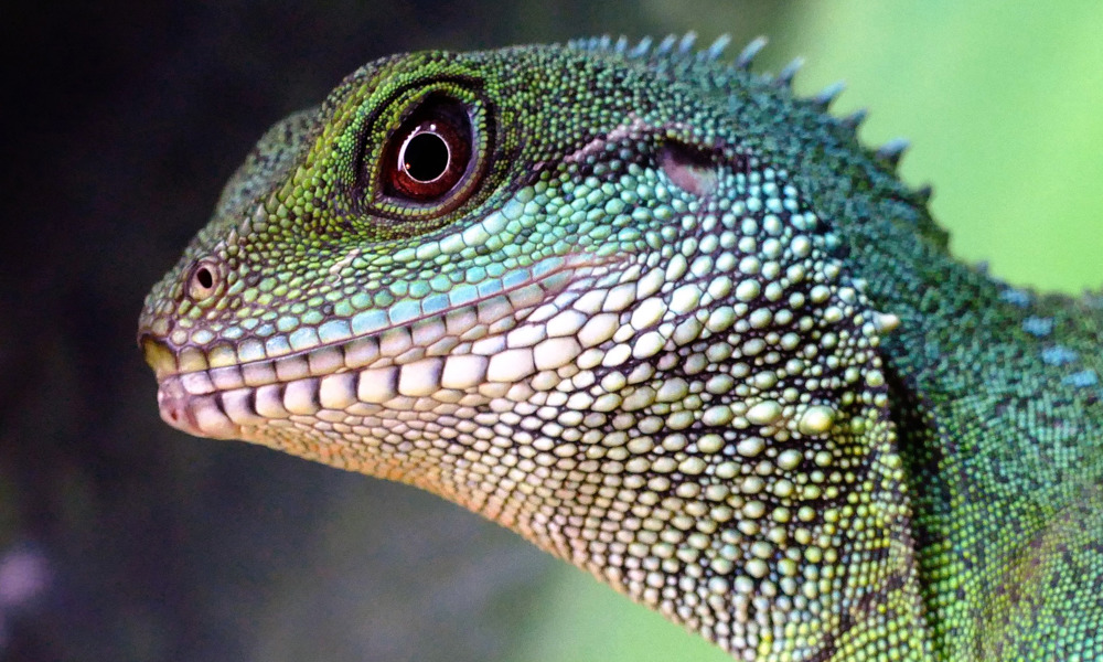 Vælg Det Rette Krybdyr